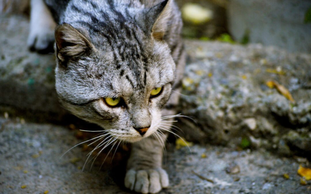 Renouvellement des campagnes de stérilisation des chats errants